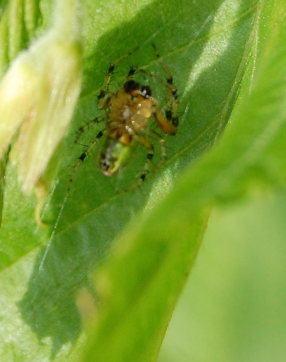 Araniella sp.